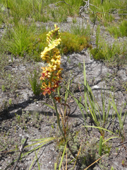 Tritoniopsis bicolor