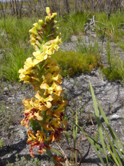 Tritoniopsis bicolor