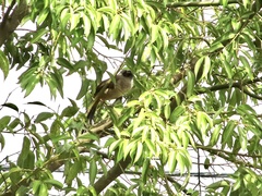Pterorhinus perspicillatus
