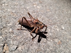 Nesoecia