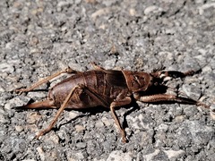 Nesoecia nigrispina