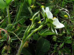 Fragaria moschata
