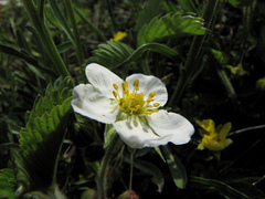 Fragaria moschata