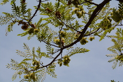 Pterocarpus angolensis