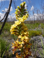 Tritoniopsis bicolor