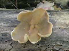 Peziza varia
