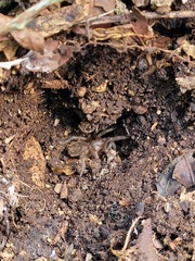 Tliltocatl epicureanus