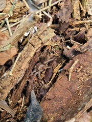 Tliltocatl epicureanus