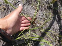 Tritoniopsis bicolor