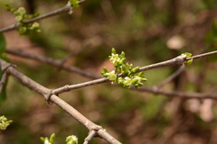 Vangueria madagascariensis