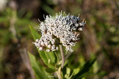 Grazielia intermedia