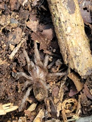 Tliltocatl epicureanus