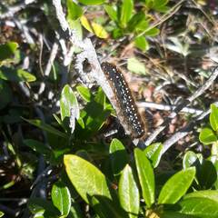 Eriogaster arbusculae