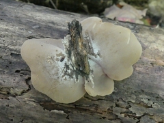 Peziza varia