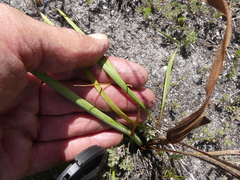 Tritoniopsis bicolor