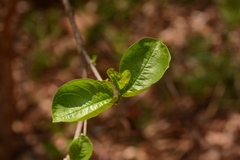Vangueria madagascariensis
