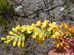 Tritoniopsis bicolor