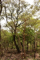 Vangueria madagascariensis