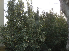 Euonymus japonicus