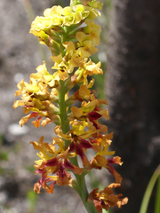 Tritoniopsis bicolor