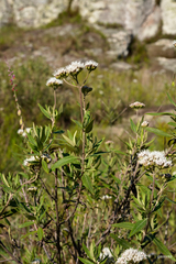 Grazielia intermedia
