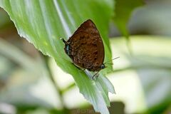 Arhopala centaurus nakula