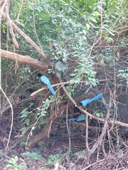 Cyanocorax yucatanicus