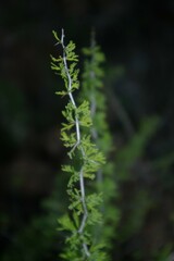 Asparagus africanus