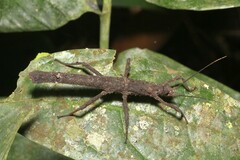 Creoxylus