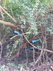 Cyanocorax yucatanicus