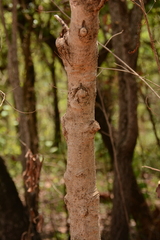 Vangueria madagascariensis