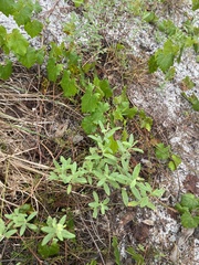 Crocanthemum corymbosum