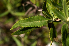 Grazielia intermedia