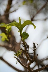 Vangueria madagascariensis