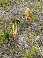 Tritoniopsis bicolor