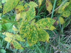 Quasipucciniastrum ochraceum