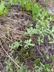 Crocanthemum corymbosum