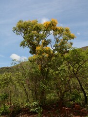 Pterocarpus rotundifolius