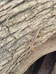 Anolis rodriguezii