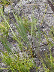 Tritoniopsis bicolor