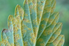 Quasipucciniastrum ochraceum