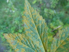 Quasipucciniastrum ochraceum