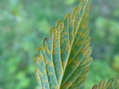 Quasipucciniastrum ochraceum