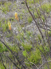 Tritoniopsis bicolor