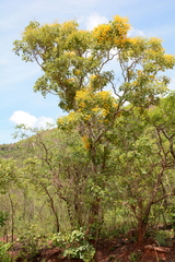 Pterocarpus rotundifolius