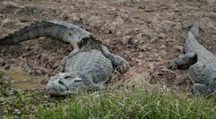 Caiman latirostris