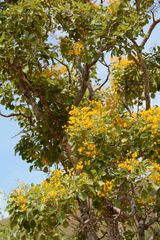 Pterocarpus rotundifolius