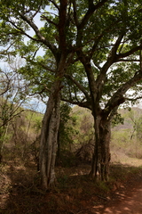 Ficus sansibarica