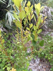 Lyonia