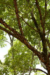 Ficus sansibarica